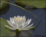 7480 Blue Dasher male and Water Lily.jpg