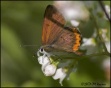 7696 Bronze Copper male.jpg