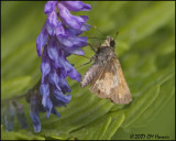 7782 Hobomok Skipper.jpg