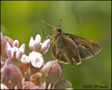 7805 Skipper species.jpg