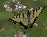 7815 Canadian Tiger Swallowtail.jpg