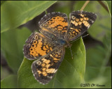 7884 Pearl Crescent.jpg