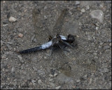 7912 Chalk-fronted Corporal.jpg
