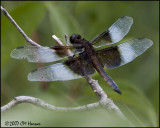7918 Widow Skimmer male.jpg