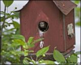 8025 House Wren juvenile in nest