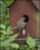 8044 House Wren feeding young at nest