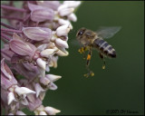 8079 Bee at Milkweed.jpg