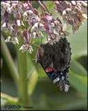 8121 Red Admiral on Milkweed.jpg