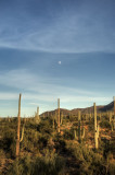 Moonrise, Saguaro National Park _DSC5787