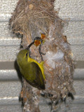 Sunbird feeding 2 young IMGP2787