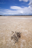 Salt flat with lone plant DSC_7624