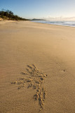 Clean beach, sunrise, one crab burrow. Hinchinbrook Island _DSC2554