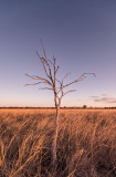 Dead gidgee tree and mitchell grass, Moorinya National Park DSC_8825