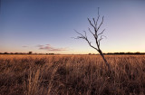 Dead tree and Mitchell grass, sunset DSC_8833