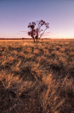 Lone gidgee in Mitchell grass plain, sunset DSC_8806