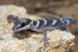 Young gecko, <i>Oedura castelnaui</i>, northern velvet gecko, Moorinya DSC_8524
