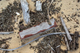Driftwood and pumice, Hinchinbrook Island<p>DSC_9846