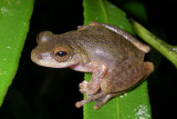 Common Mistfrog,  Litoria rheocola, near Innisfail, Queensland, Australia IMGP5192