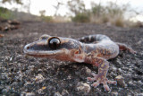 Ocellated Velvet Gecko Oedura monilis  near Hidden Valley, Queensland, Australia R0011502