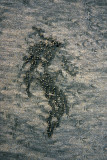 Crab tracks, Hinchinbrook Island, Nina Bay<p>u003118