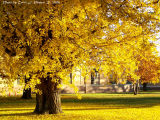 Healing Light Surrounding the Gingko.