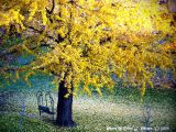 Healing Light Gingko.