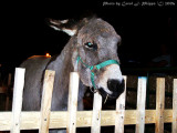 Lil Donkey.