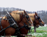 Draft Horse Team WV.