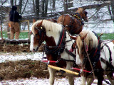West Virginia Horse Teams.