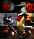Egg Collage ~ Thursday Challenge EGGS.