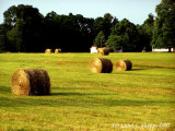 Hay-Day!