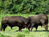 025 Bulls.JPG