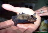 Young Bat.