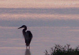 Blue Heron Sunrise MILTON.JPG