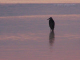 Blue Heron Sunrise MILTON.JPG