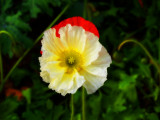 Poppy Flower