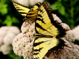 Swallowtails