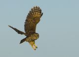 Barred Owl Flight 6985