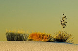 White Sands Plants 8404