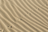 Sand Tracks  8442