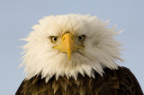 Bald Eagle  5109