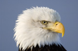 Bald Eagle  5472