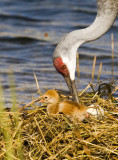 Sandhill  Mother, Chick, Egg   7688