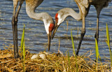 Sandhill Crane Nest
