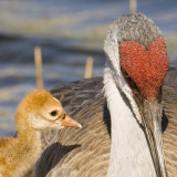 Sandhill Mother and Chick  7650