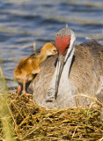 Sandhill Chick Sharing a Secret  7645