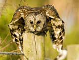 Barred Owl Flight