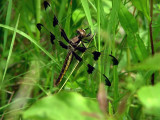 Dragonfly Suny Nature Preserve Vestal