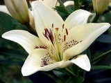 Asian Lily