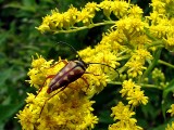 Visitor on the Goldenrod